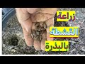 دليل شامل زراعة القشطة من البذور حتى حصاد الثمار طريقة زراعة القشطة من البذور حتى الحصول على الثمار دليل شامل زراعة القشطة من البذور حتى حصاد الثمار طريقة زراعة القشطة من البذور حتى الحصول على الثمار