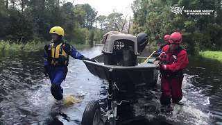 Cats rescued from Hurricane Florence flooding