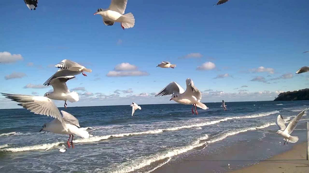 Möwen im Standflug an der Seebrücke in Göhren