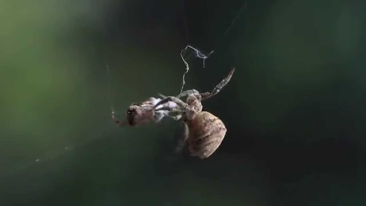 Spider feeding video / Hyptiotes sp. predation