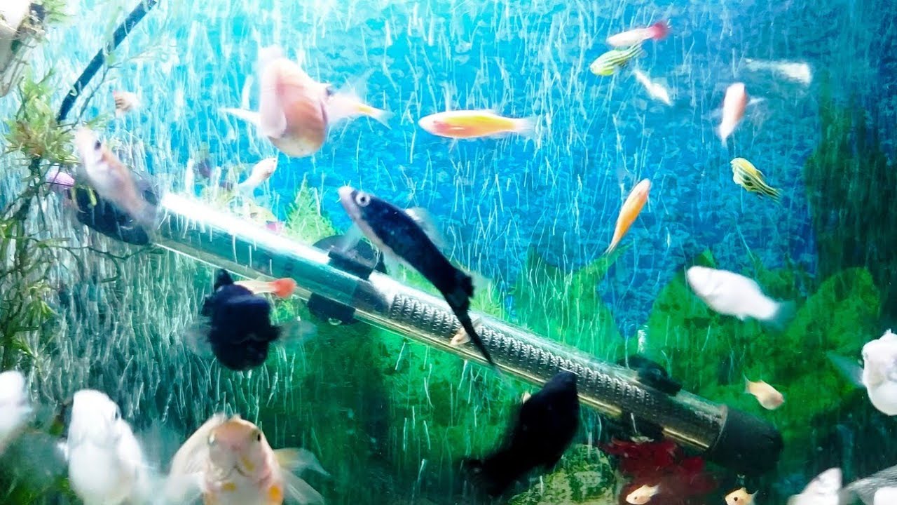Fish male and female difference molly/ platty/ rosy barb / guppy