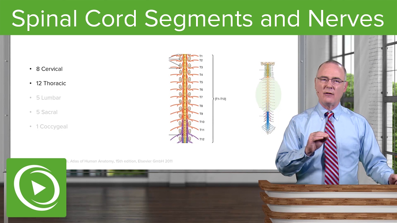 ⁣Spinal Cord Segments & Spinal Nerves – Brain & Nervous System | Lecturio