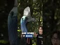 This Bird Is a Living Weapon 😨” #facts #animal #cassowary