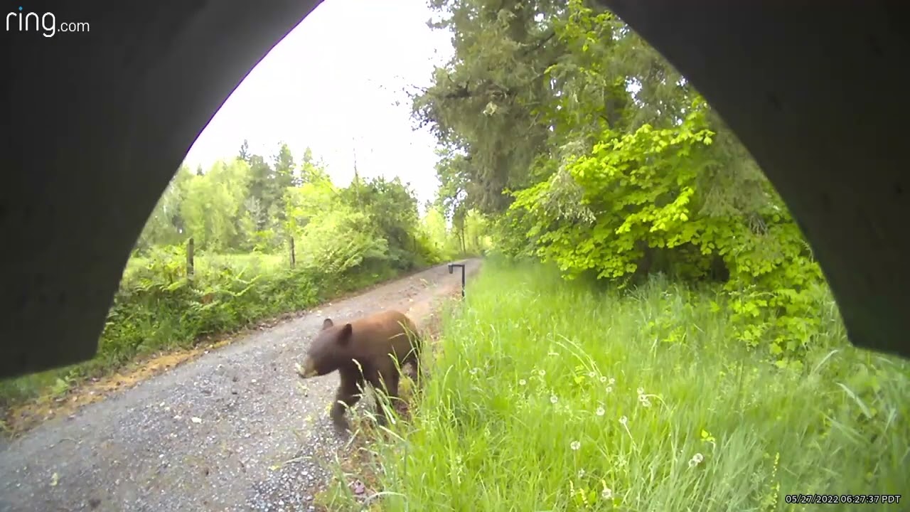 Nisqually River Wildlife