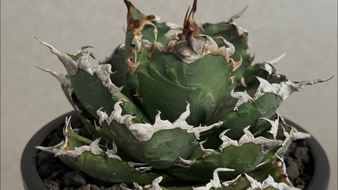 アガベ　巨獣 Yahoo!オークション - 4.アガベ チタノタ 巨獣 Agave titanota