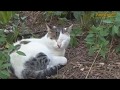 Cats of Cyprus の動画、YouTube動画。