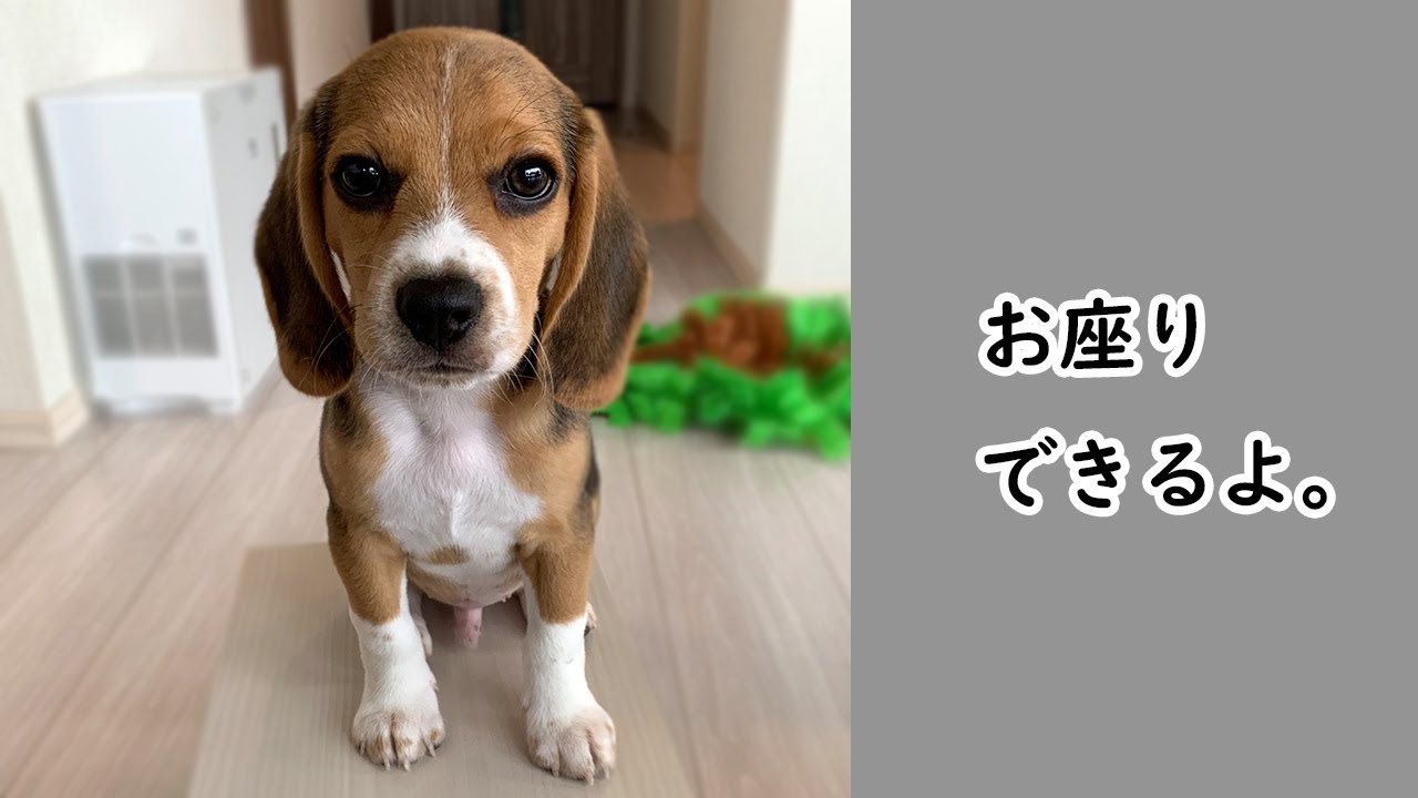 ビーグル ボーロと格闘 お座りもできるよ Youtube