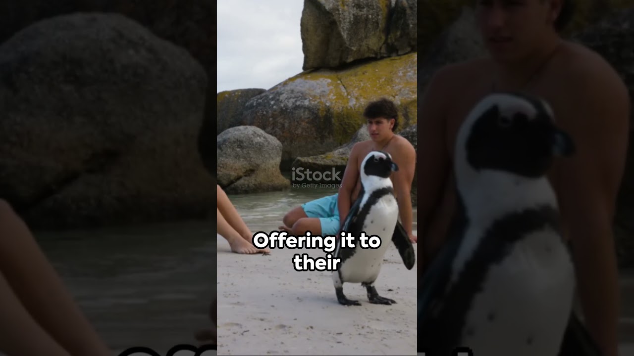 Penguin Pebble Proposals Love in the Antarctic animals facts