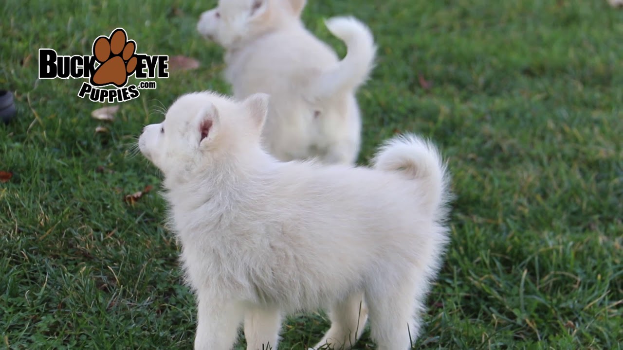Huskimo Puppies