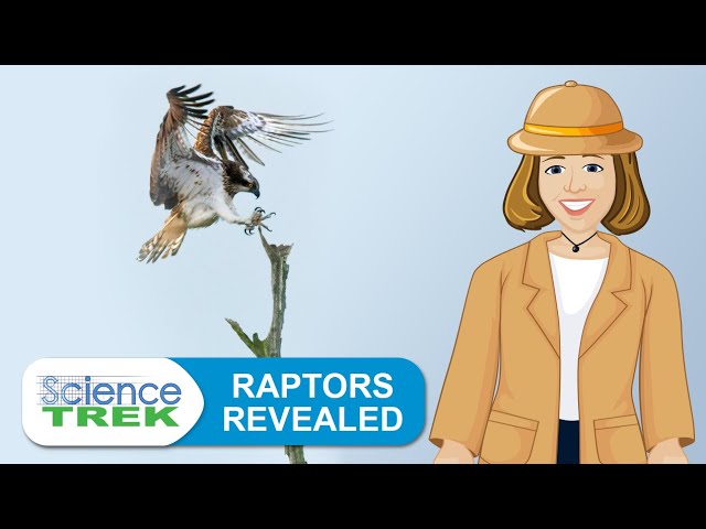 Raptor Power: Discover Birds of Prey - CuriOdyssey