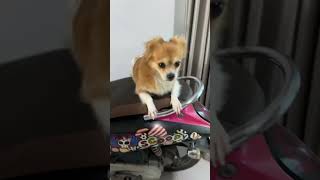 Full Video link below #KokoniDaily#PuppySnuggles#KokoniLife#LittleKokoni#PuppyJoy#KokoniVibes