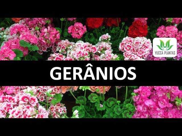 GERÂNIOS: aprenda a cultivar, produzir mudas e deixá-los muito floridos! -  thptnganamst.edu.vn