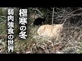 【極寒の冬】野良猫の弱肉強食の世界を見た結果…