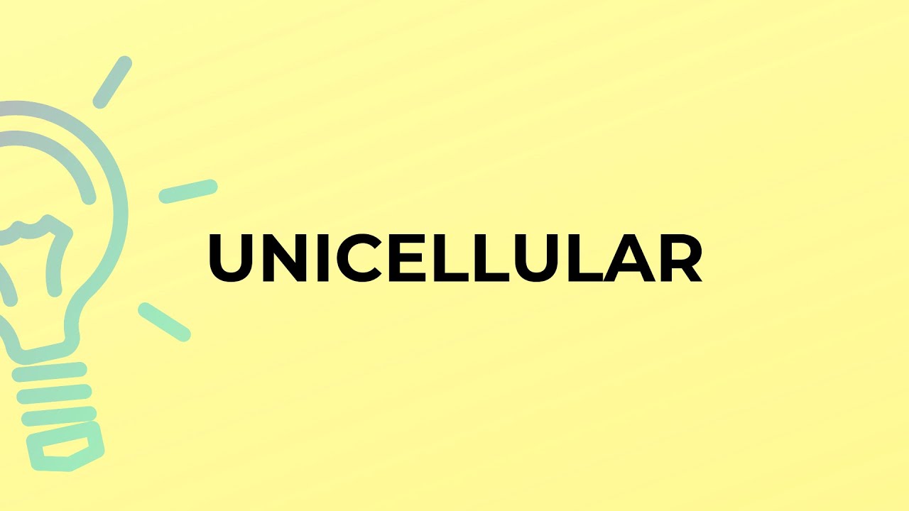 What Is The Meaning Of The Word UNICELLULAR YouTube