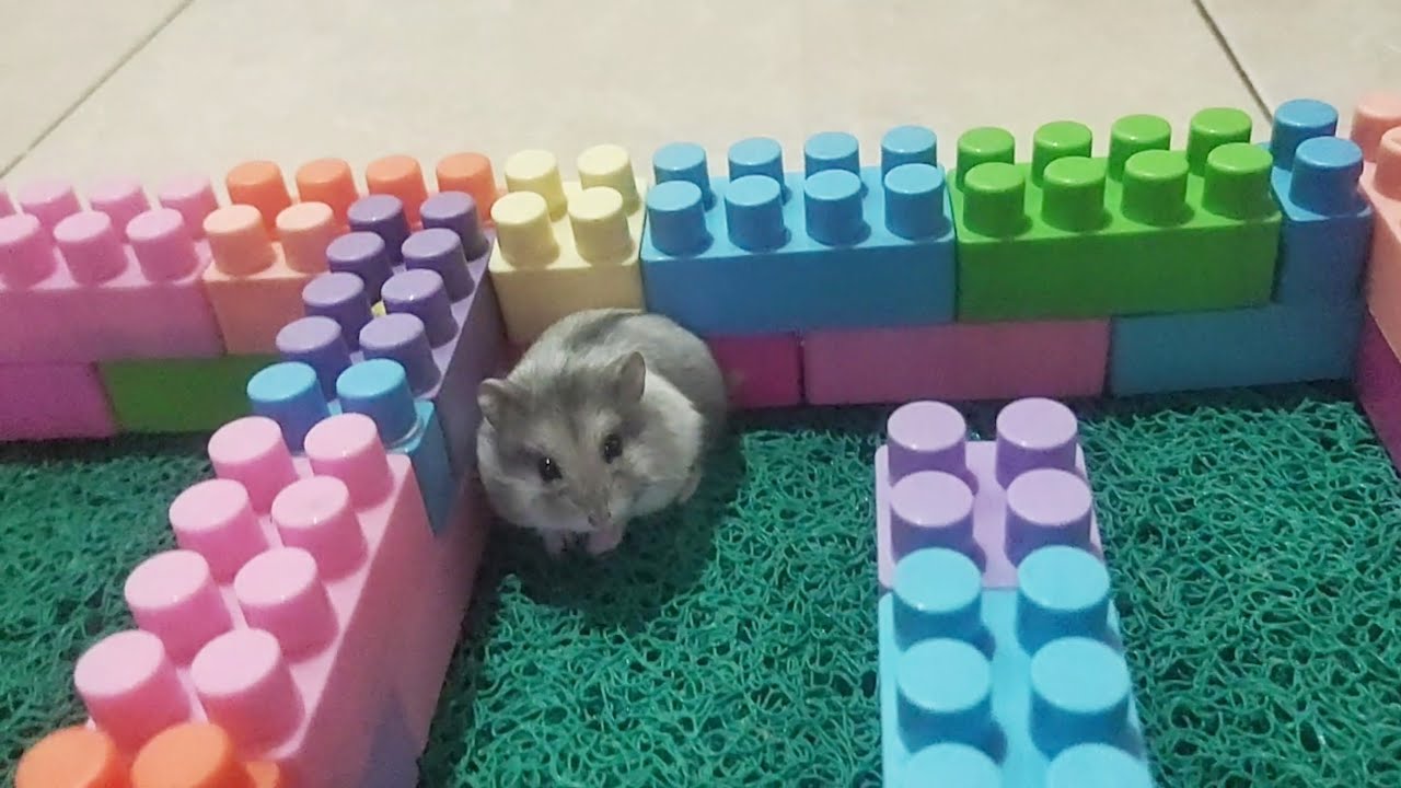 My hamster's daily activities 🐹