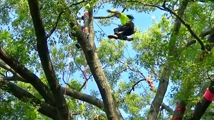 James Kilpatrick Best Tree Climber in The World