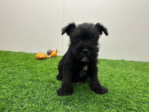 Video Dwergschnauzer