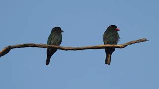 Oriental Dollarbird (Eurystomus orientalis) ssp: orientalis