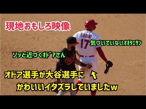 目撃!! 狙われる大谷選手 オドア選手がかわいいイタズラw  Shohei Ohtani  Angels エンゼルス 大谷翔平 現地映像