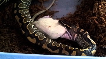Superball ball python x blood python hybrid feeding