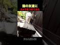 猫にカメラをつけてみたら… 飼い主が笑顔になった理由。
