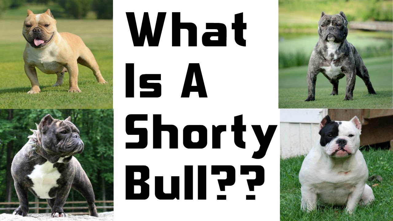 A New And Breed The Shorty Bull YouTube