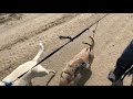 Taking the Dogs for a Walk
