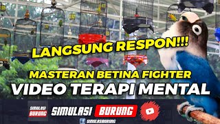 Masteran Terapi Mental  Simulasi Gantangan Lovebird Fighter Dewasa