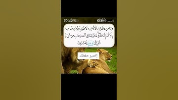 #القران #المصحف #تيك_توك #تلاوات #لايك #الرحمن #duet #يصلك #اكسبلور #القزابري