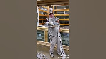 All types of reticulated python snake part(3)