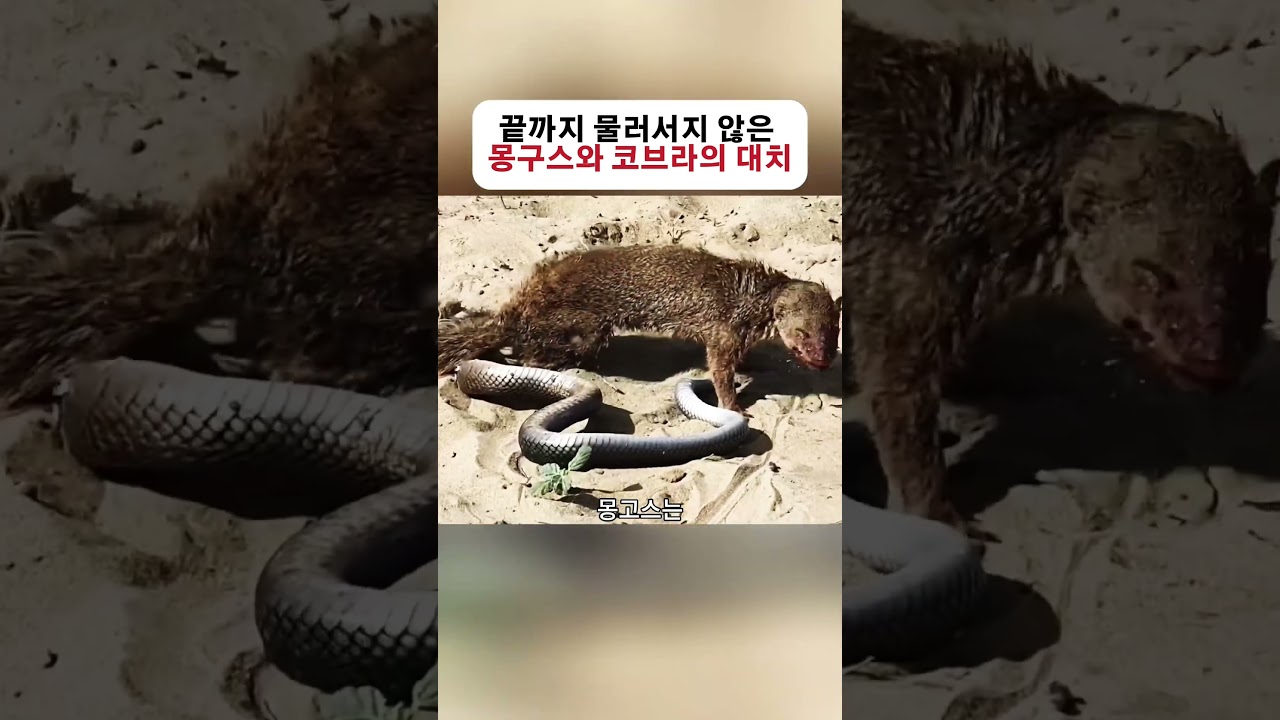 The Mongoose and Cobra Standoff: Neither Side Backs Down #Wildlife