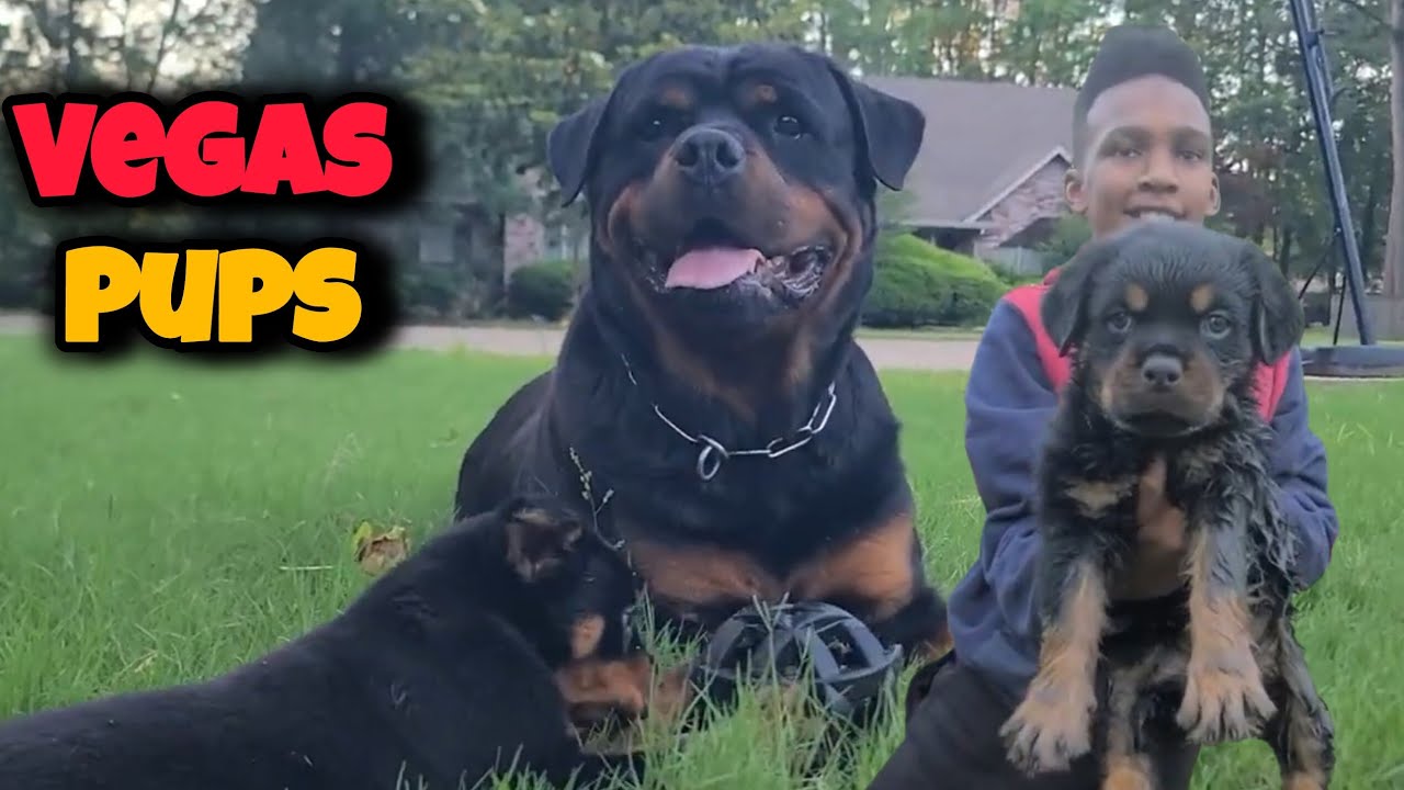 Vegas Rottweilers pups 7 weeks old - YouTube