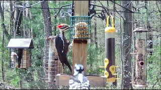 Female Pileated Woodpecker is joined by Male Rosebreasted Grosbeak at Woods' Edge  Nunica, MI