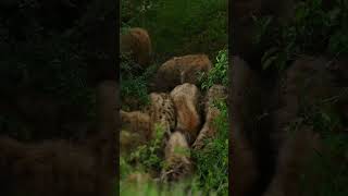 Hyena feast, Masai Mara, Kenya