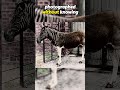 The Last Footage of These Extinct Animals #animalfacts #extinctanimals
