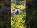 Hadzabe Tribe Brothers Get Distracted While Trying New Fruit First Time In The Bush 