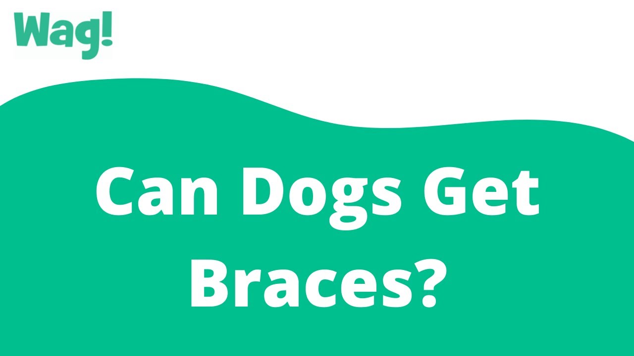 Can Dogs Get Braces Wag YouTube can-dogs-get-braces-wag-youtube