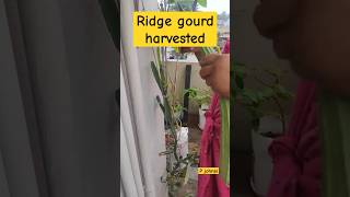 Ridge Gourd Harvested| Beerakaya Harvest | P johnsi |Terrace Garden #shorts #ridgegourd #beerakaya