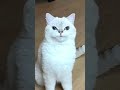 Cat vs Bug 🐱🐛 Funny Hunt #cat #cat #animallife #cats