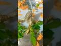 Krishna Ji 🌺🙏 #trending #viral #popular #krishnabhajan # views