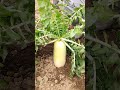 【家庭菜園】大根の収穫量を2倍にする簡単な方法 【有機農家直伝!無農薬で育てる家庭菜園】 23/1/3 #shorts