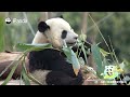 The Panda’s Foodie Philosophy | iPanda