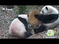 The Panda’s Foodie Philosophy | iPanda