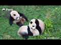 The Panda’s Foodie Philosophy | iPanda