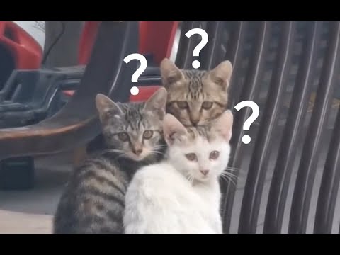《动物迷惑行为大赏➍➍》 让我们一起来看看这些都是什么绝世小可爱，一个个都是吸精呢!#宠物#猫咖#狗咖#毛茸茸#铲屎官