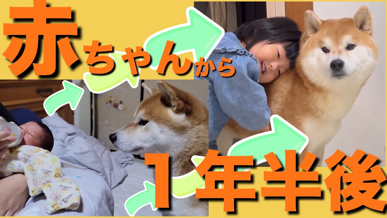 A couple with a Shiba Inu brother and sister who had a baby. After