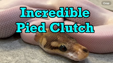 Scrambler Clutch Update Video #snake #python #animals