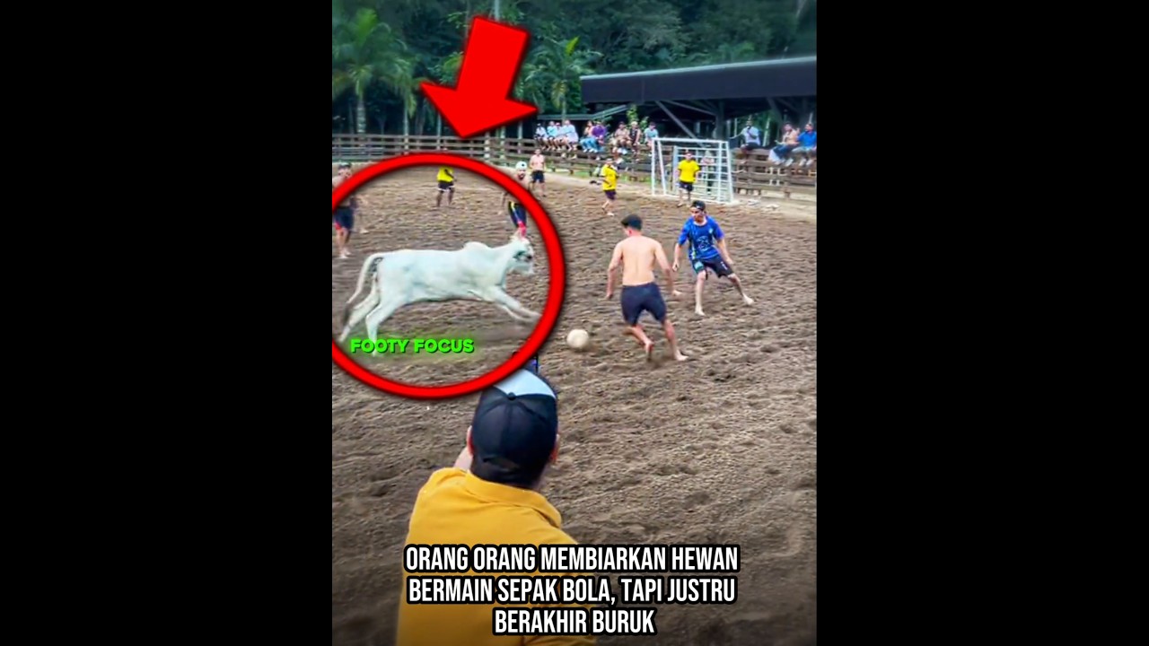 Orang-orang ini menyesal biarkan hewan bermain sepak bola 😂