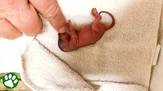 Man spots tiny little creature on the ground and decides to try and save its life