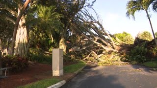 Giant tree comes down in Deerfield Beach neighborhood following severe storm